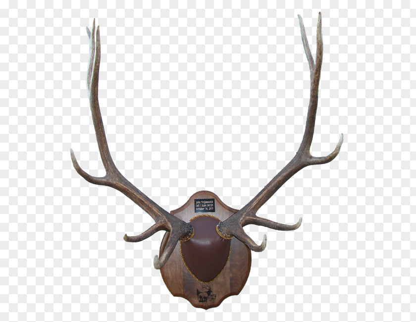 Deer Antler Moose Elk Horn PNG