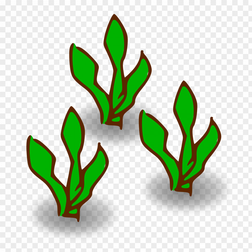 Kelp Forest Giant Seaweed Clip Art PNG