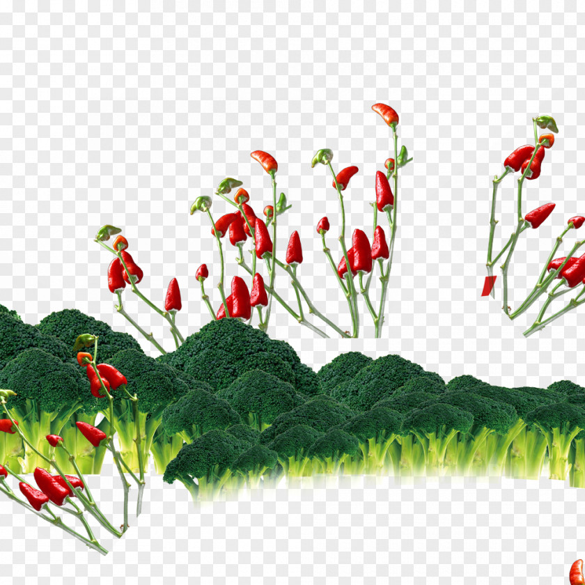 Peppers And Cauliflower Floral Design Cut Flowers Branch Petal PNG