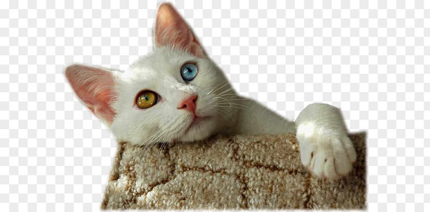 Kitten Turkish Van Singapura Cat Russian Blue PNG