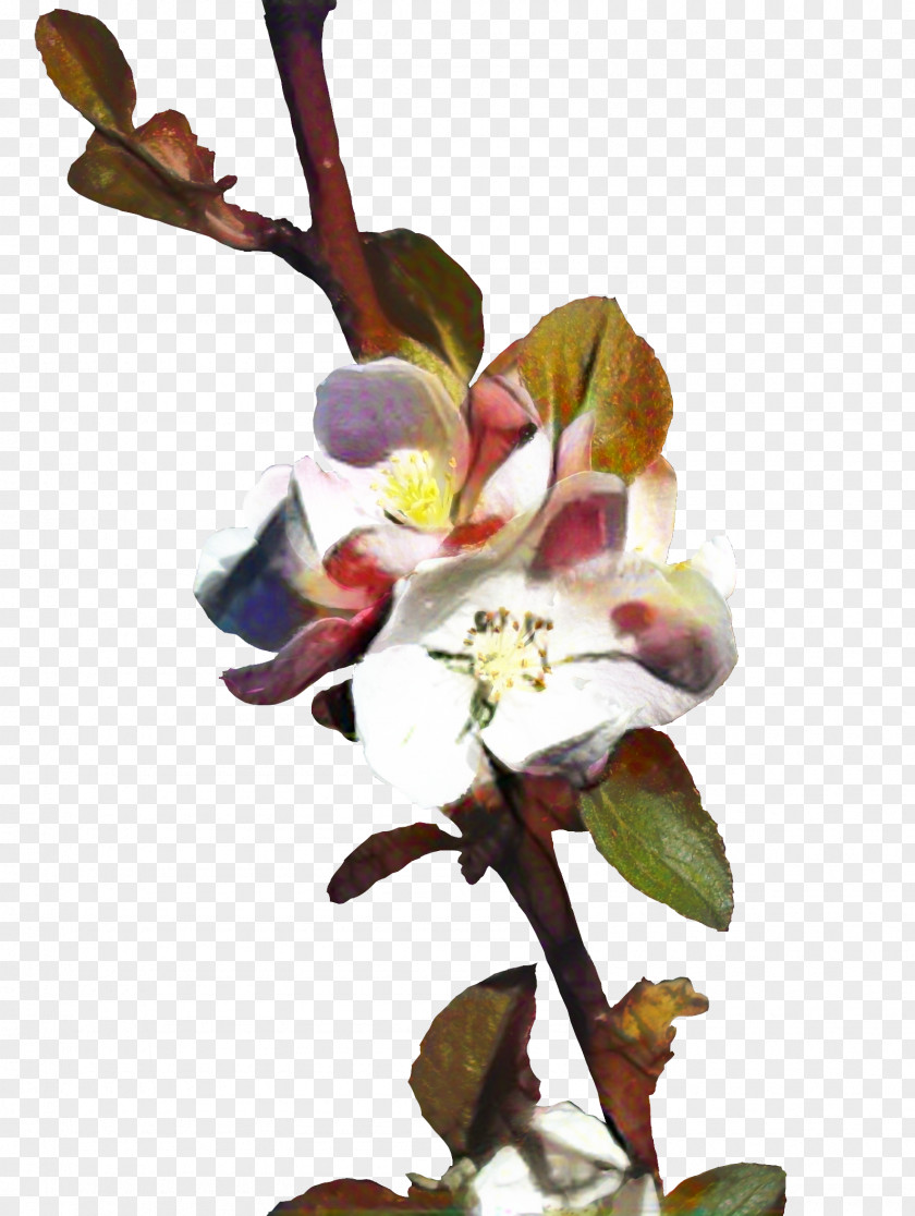 Orchid Moth Blossom Background PNG