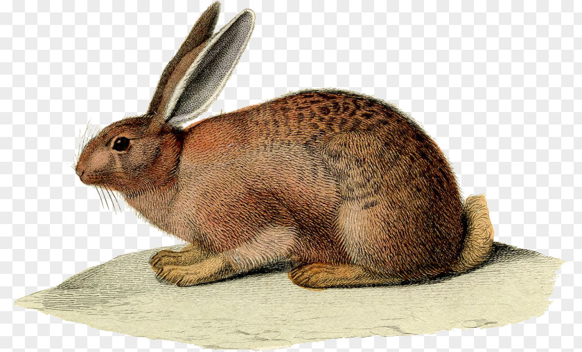 Rabbit Easter Bunny European Hare Antique Jewellery PNG