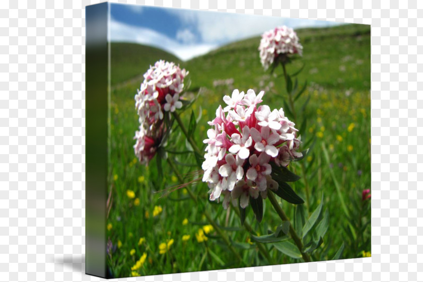 Tibetan Arts Flowering Plant Wildflower Shrub PNG