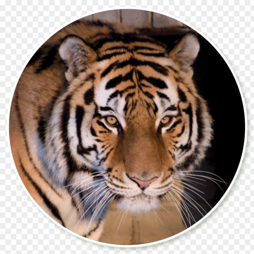 Tiger Tallinn Zoo Speed Dating PNG