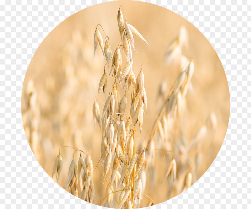 Avena Fatua Oatmeal Whole Grain Emmer Rye PNG