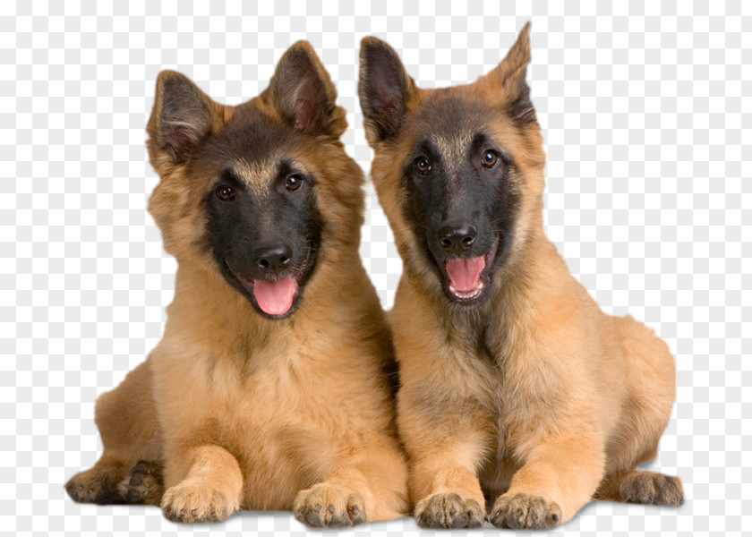 German Shepherd Silhouette Tervuren Malinois Dog Belgian Puppy PNG