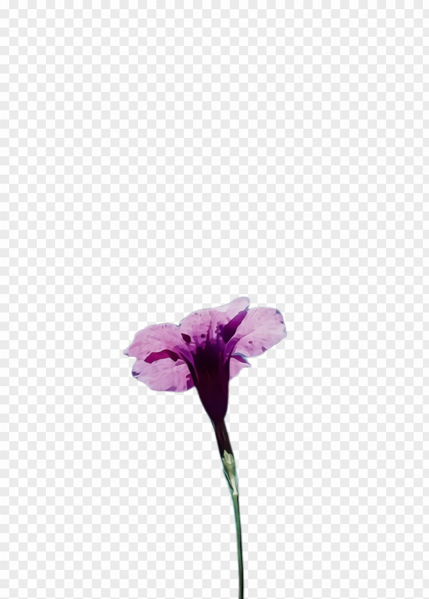 Iris Sweet Pea Flower Flowering Plant Purple Violet PNG