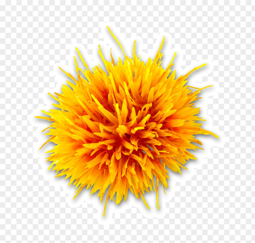 Safflower Vector Oil Seed PNG