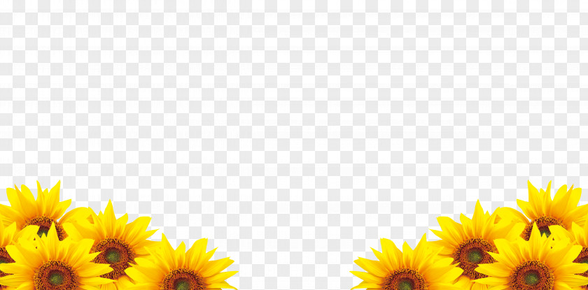 Sunflower Common Petal Download PNG