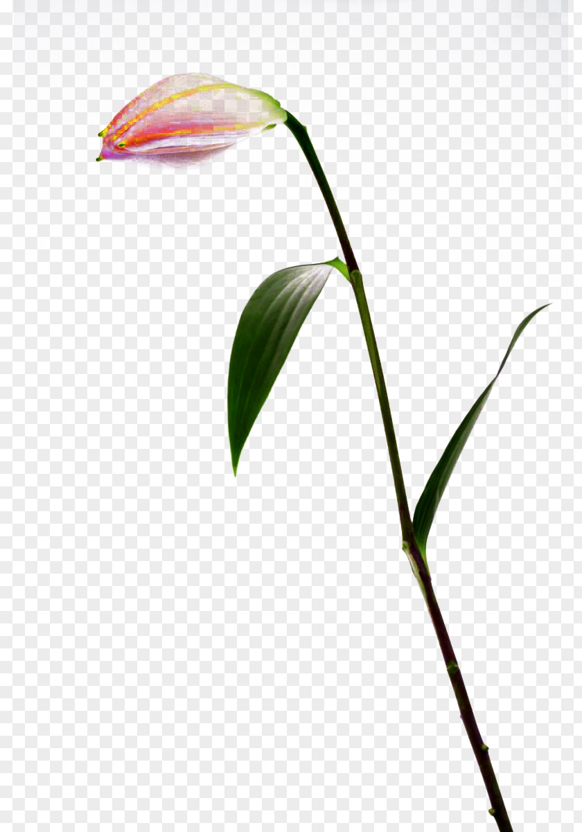 A White Lily Bud Buckle-free Material Lilium Flower PNG