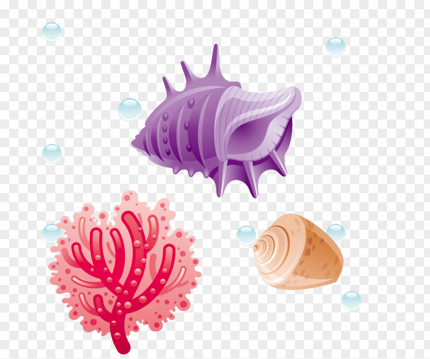 Coral Conch Shells Red Euclidean Vector PNG