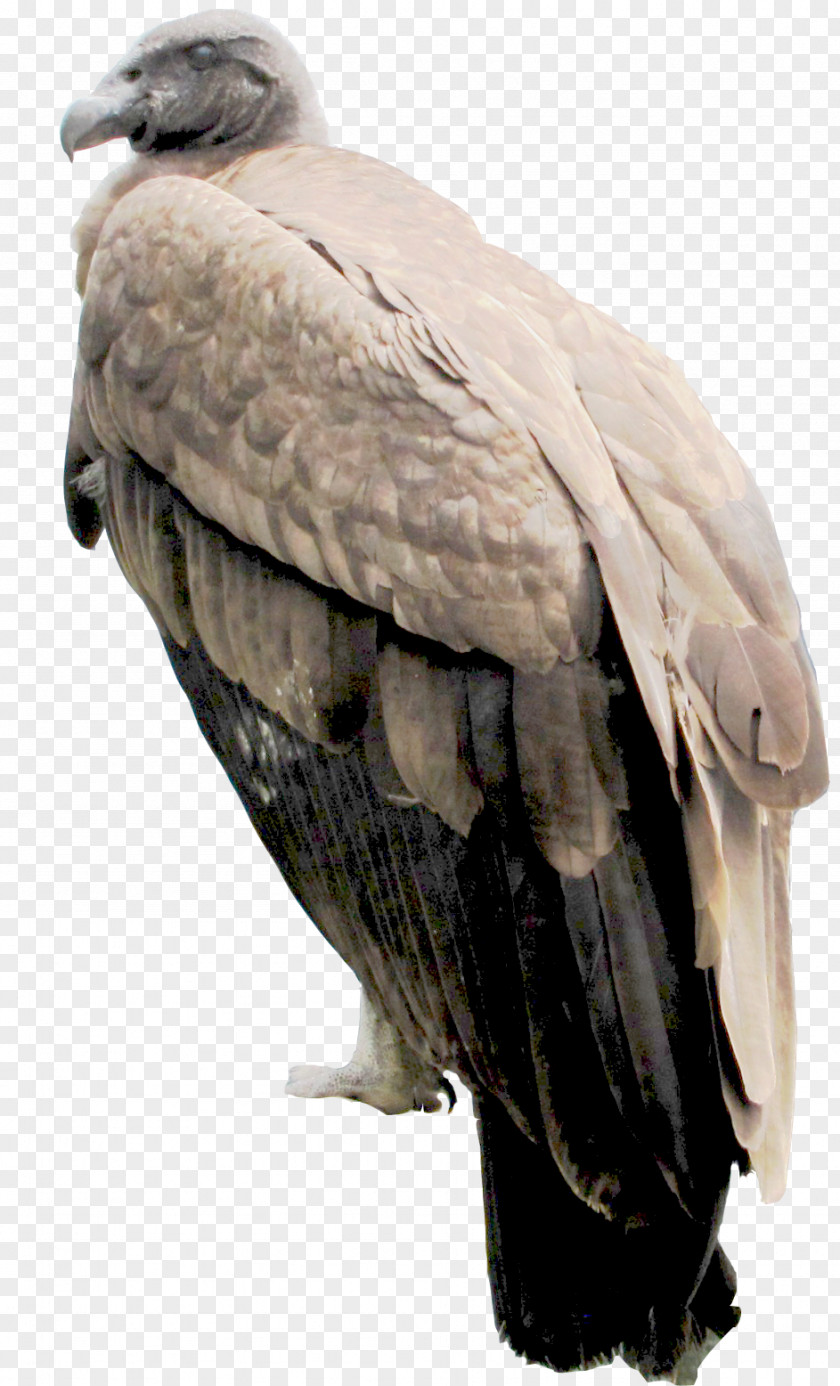 Eagle Bald Buzzard Vulture Hawk Beak PNG