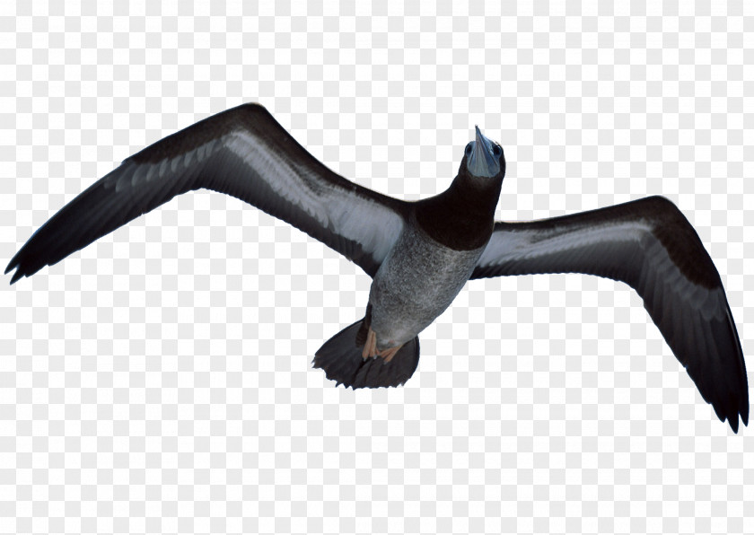 Flying Eagles Bird Falconry Hawk PNG