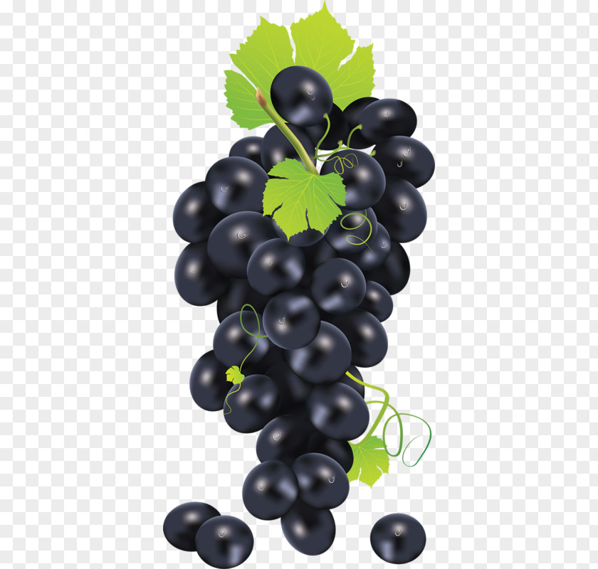 Grape Common Vine PNG