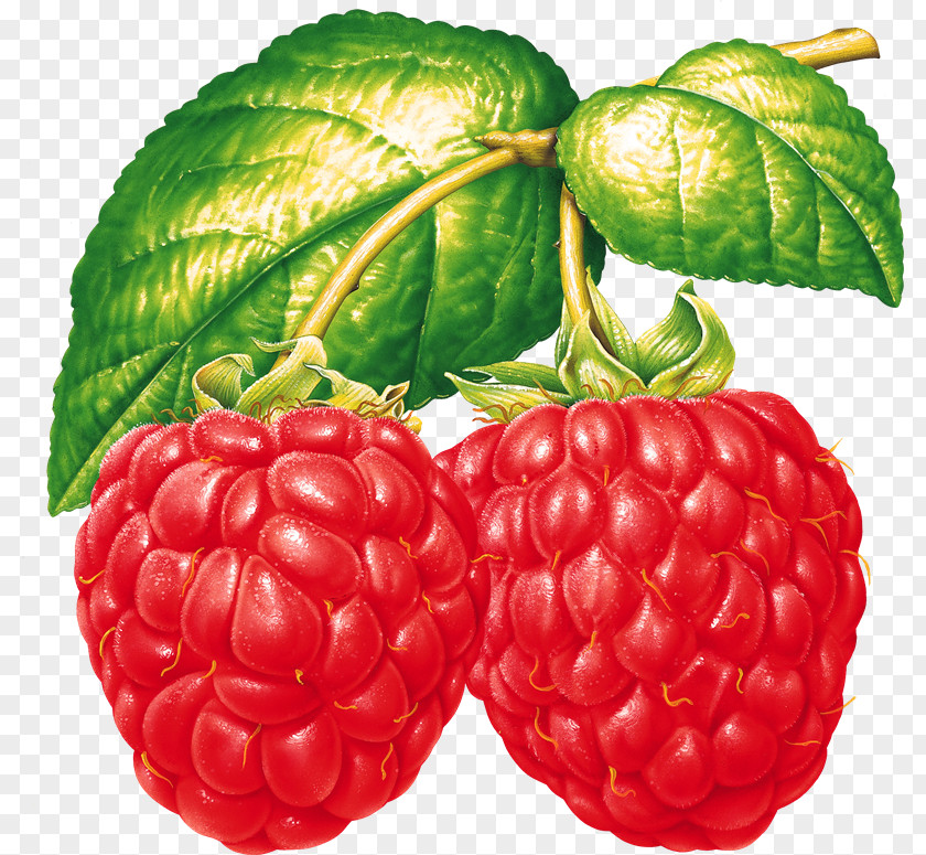 Raspberry Vegetable Fruit Tayberry PNG