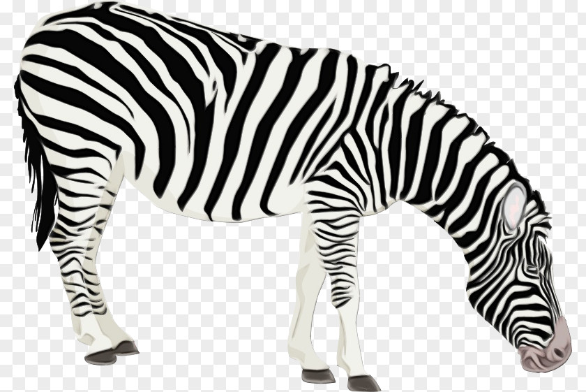 Snout Blackandwhite Zebra Cartoon PNG