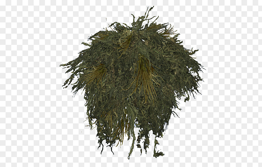 Tree PNG