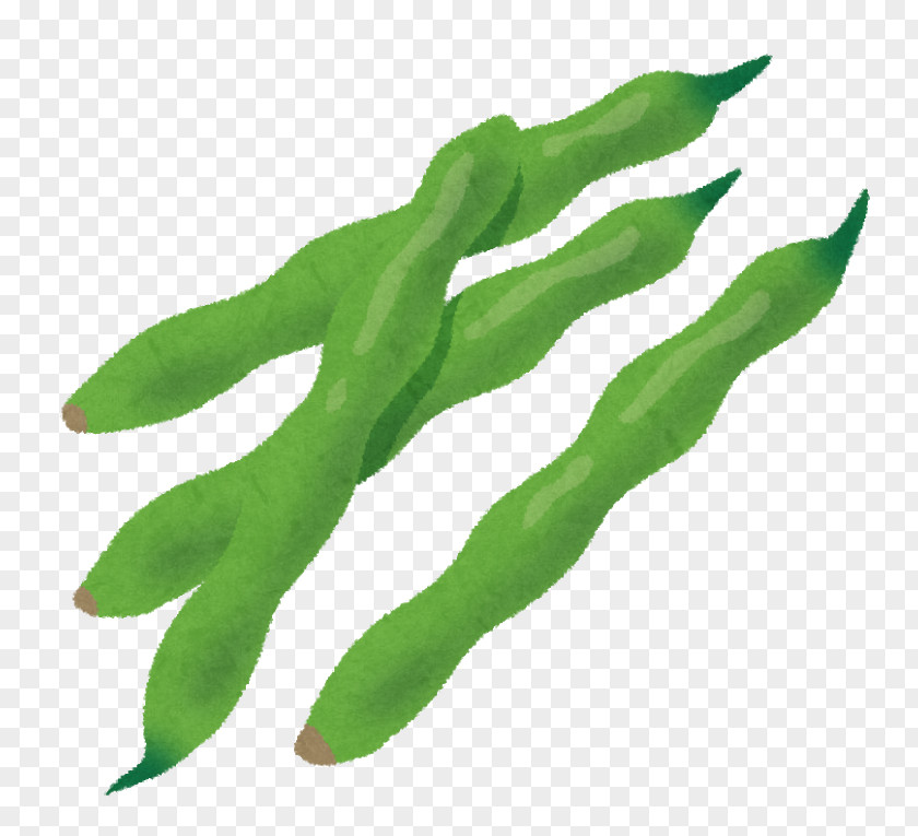 Vegetable Common Bean Green Phaseolin PNG
