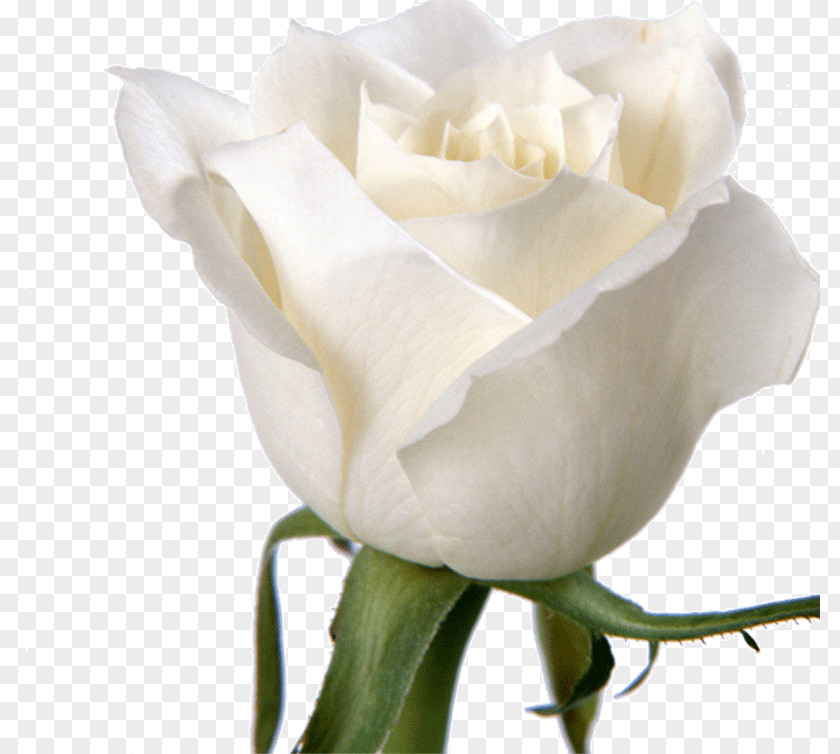 White Roses Rose Flower Wallpaper PNG