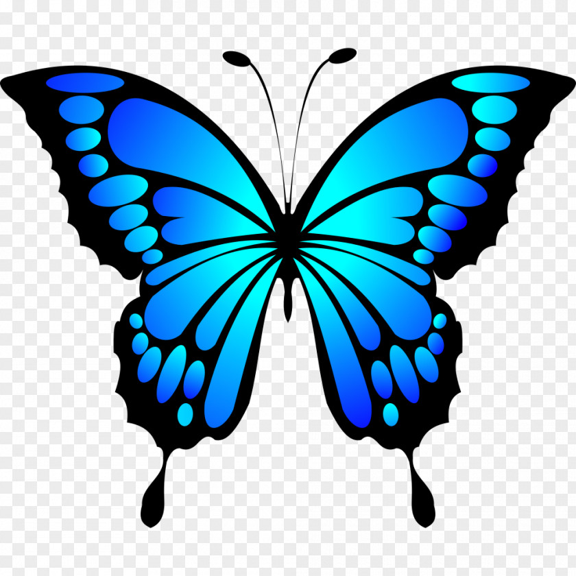 Butterfly Insect Clip Art Image Color PNG