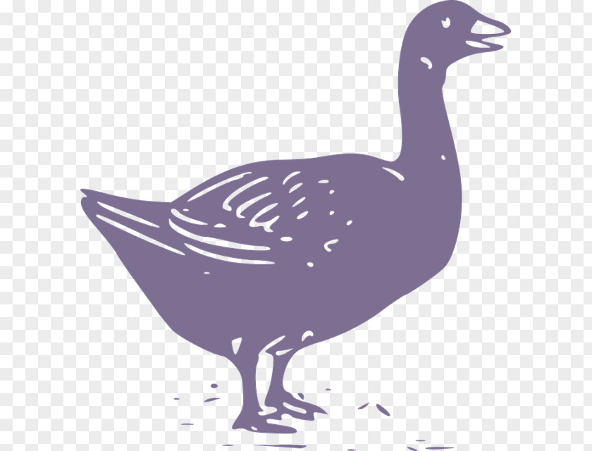 Classical Design Black Goose Duck Domestic Chicken Cygnini PNG
