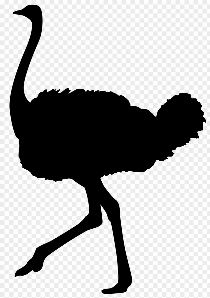 Ostrich Silhouette Transparent Clip Art Image Common Bird PNG