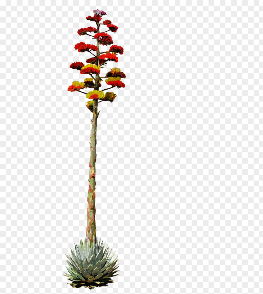 Arizona Desert Flower Centuryplant Drawing Agave Deserti PNG