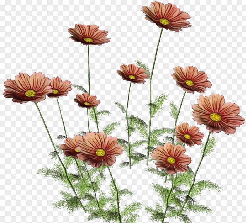 Flower Clip Art Chrysanthemum Petal PNG