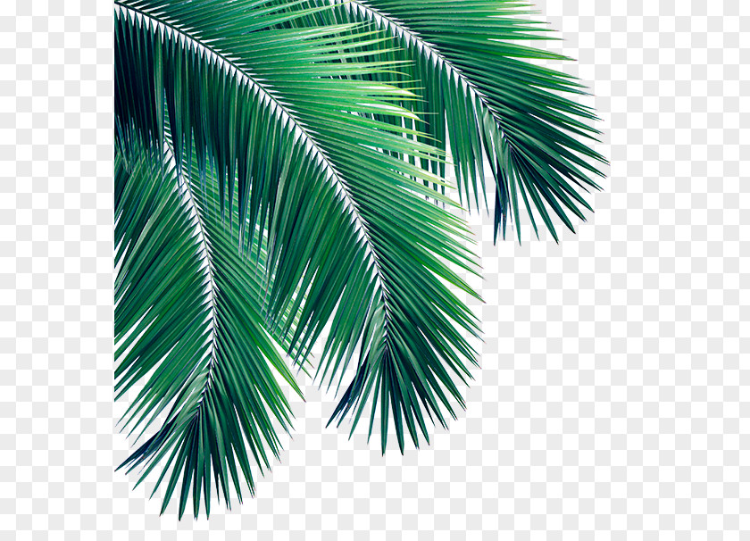 Leaves Palm Stock Photography Arecaceae Royalty-free PNG