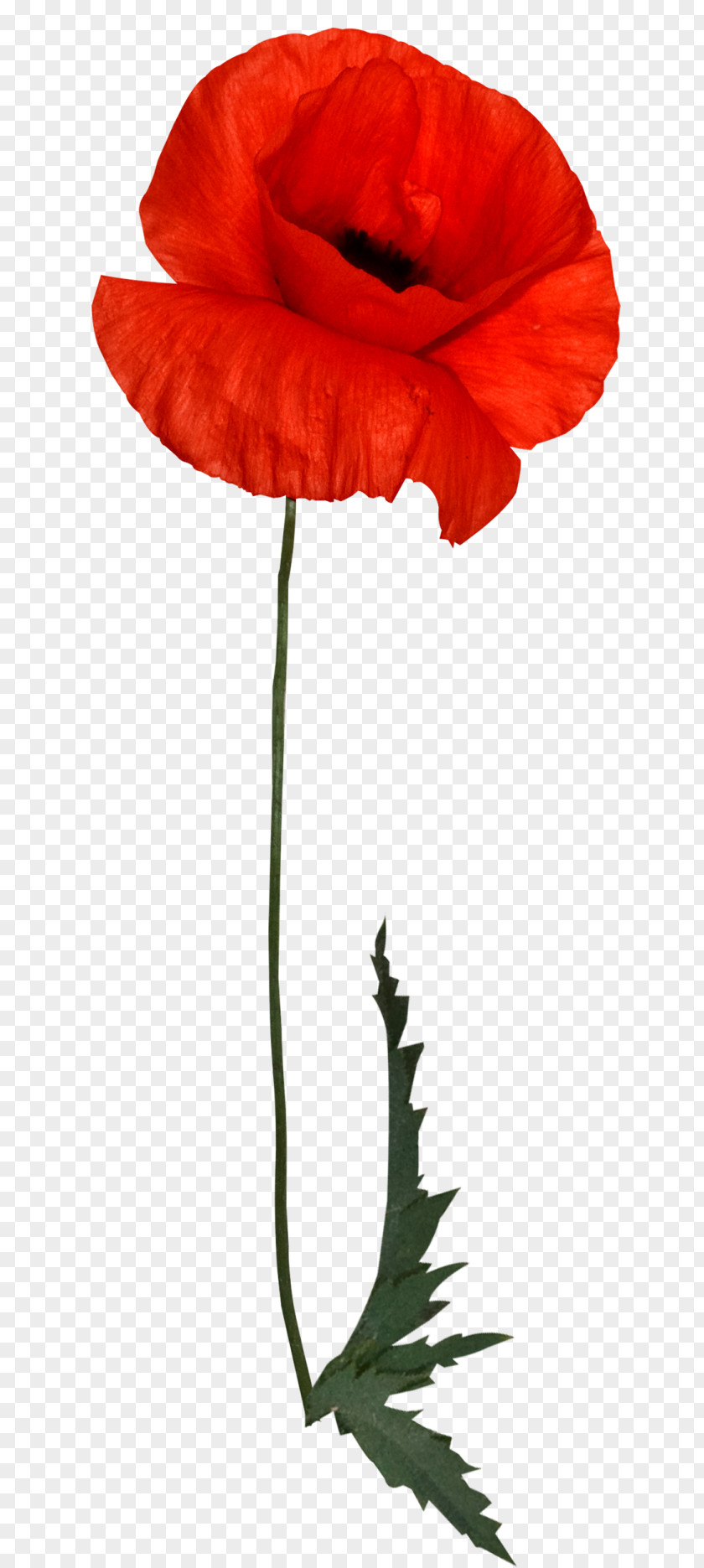Poppy Flower Red PNG