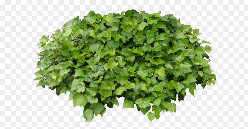 Vegetable Chives Leaf Lettuce Spice Food PNG