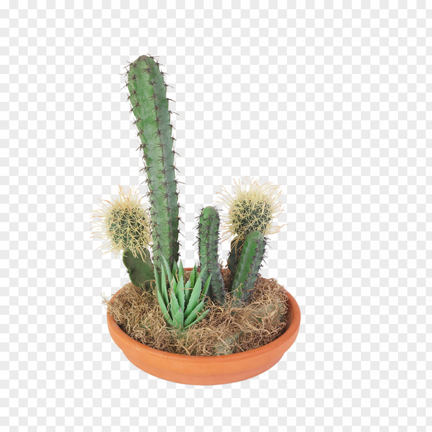 Cactus Combination Cactaceae Succulent Plant Clip Art PNG