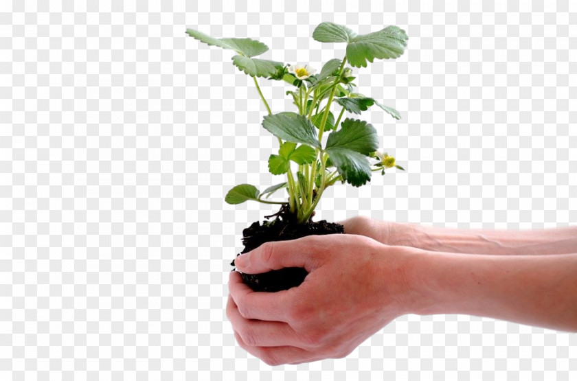 Flower Plant Flowerpot Hand Leaf PNG