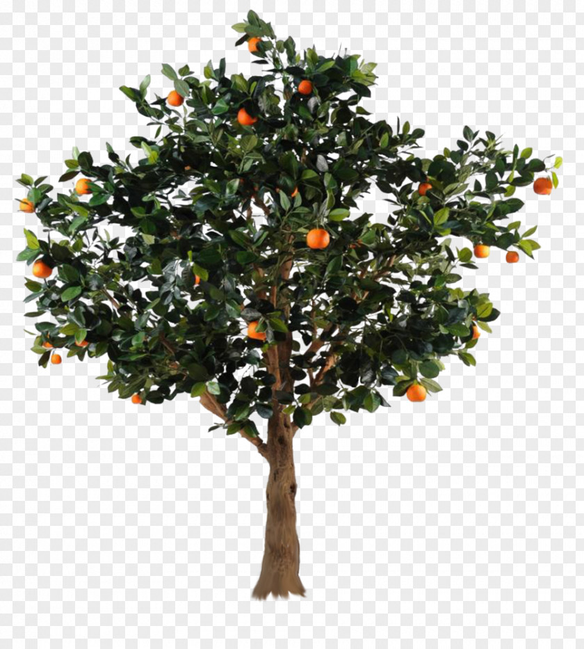 Fruit Trees Do Not Pull Hd PNG trees do not pull hd clipart PNG