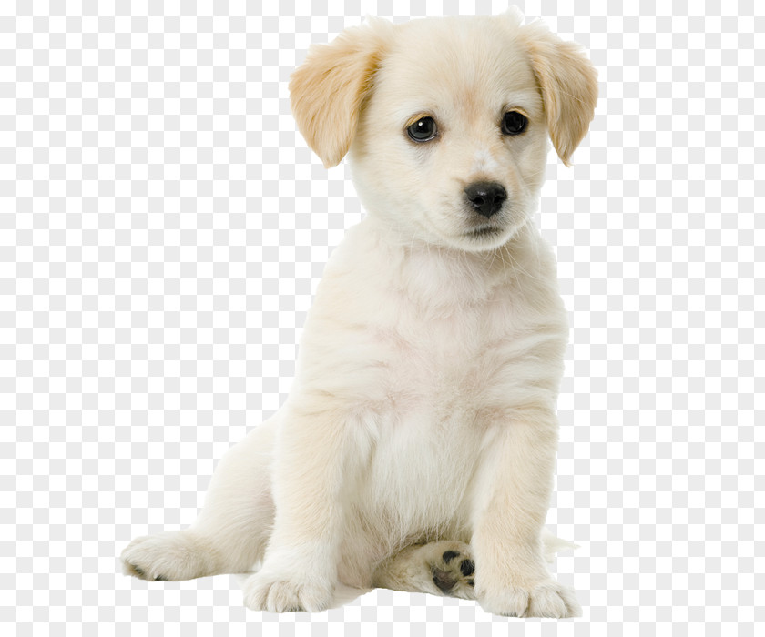 Golden Retriever Labrador Puppy Pointer Bloodhound PNG