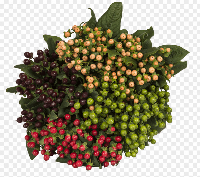 Hypericum Berries Flower Food Fruit Vegetable PNG