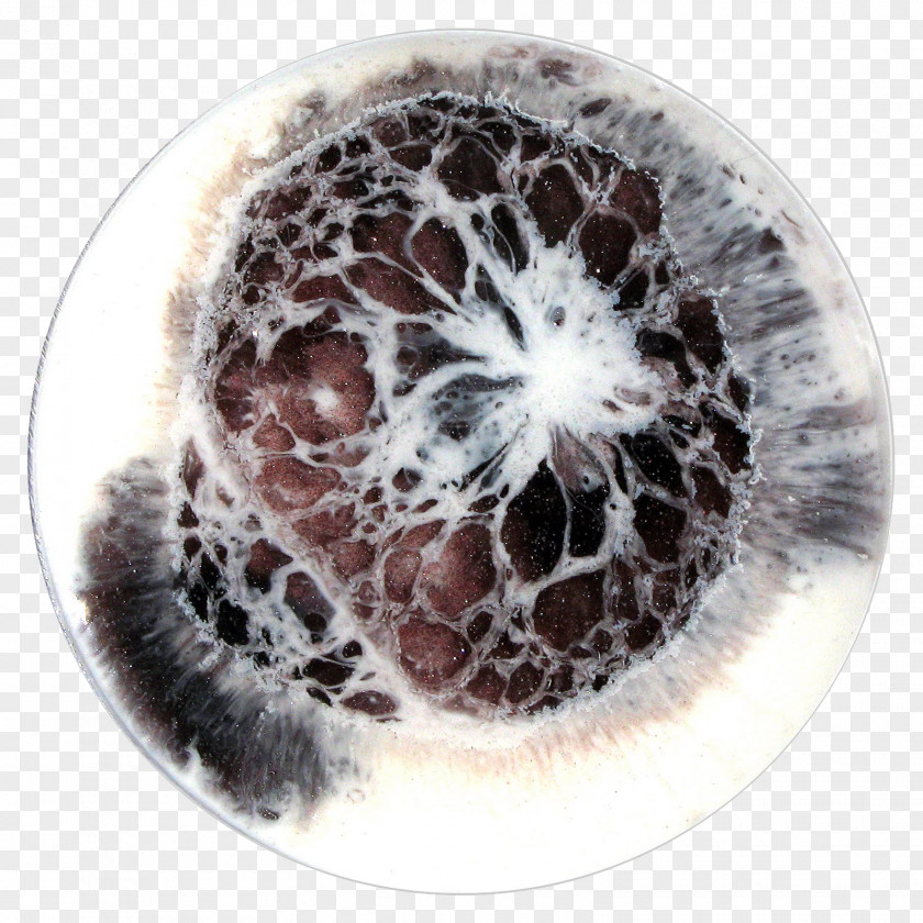 Rice Bowl Painting Artist Petri Dishes PNG