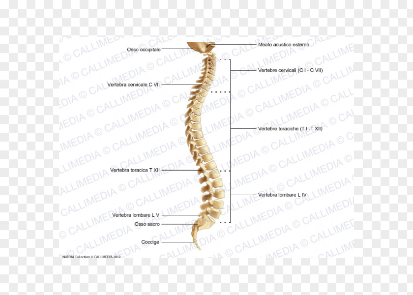 Skeleton Vertebral Column Joint Invertebrate Anatomy Human PNG