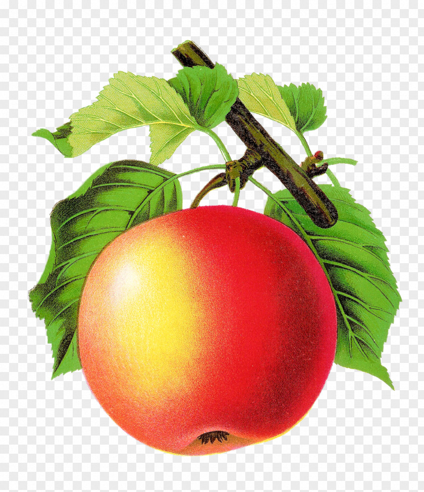 Tomato Apple Fruit Art PNG