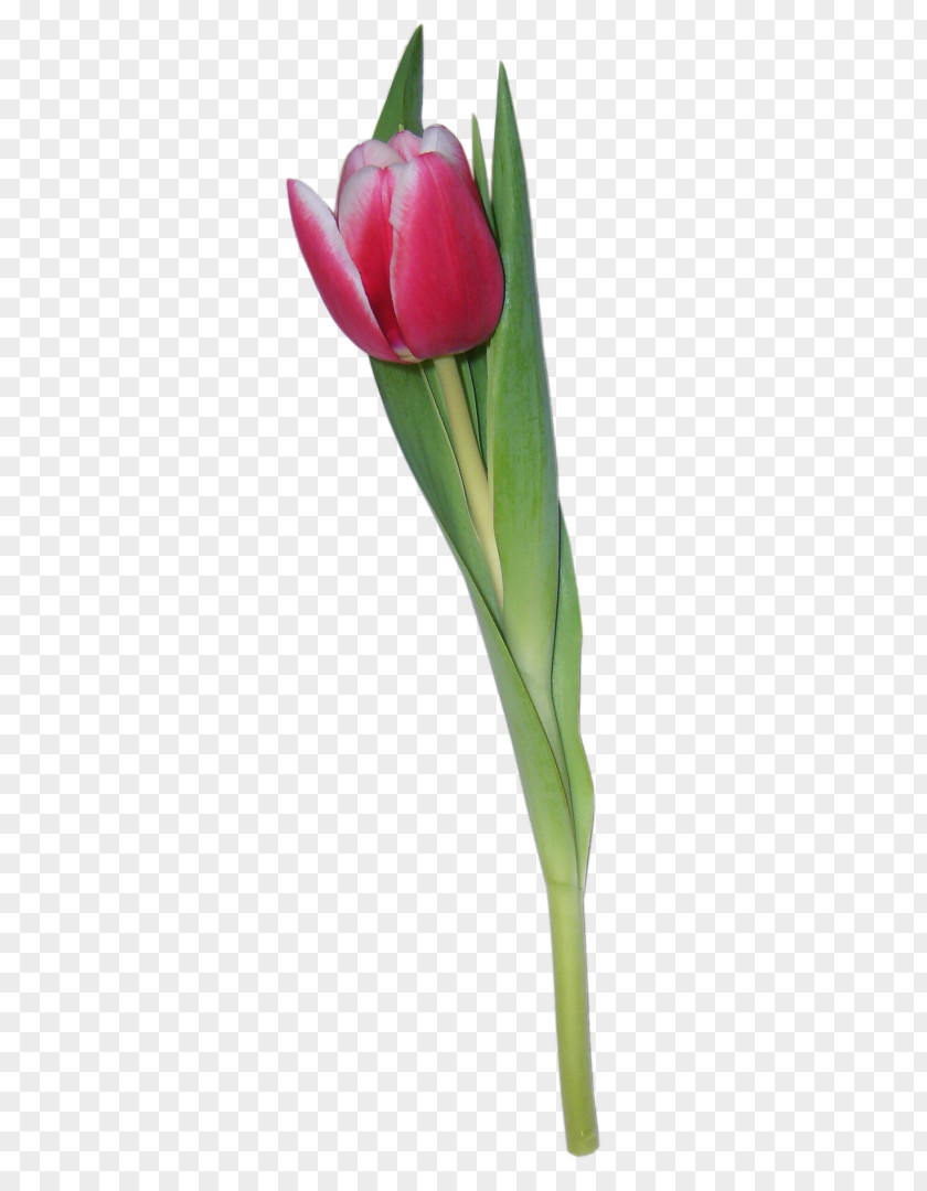 Tulip Flower Clip Art PNG