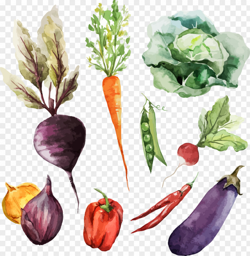 VEGTABLES Watercolor Painting Vegetable Food PNG