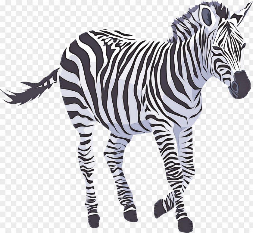 Zebra Animal Figure Wildlife Snout Black-and-white PNG