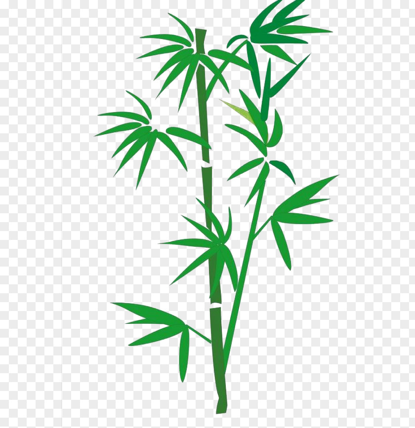 Bamboo Cartoon PNG