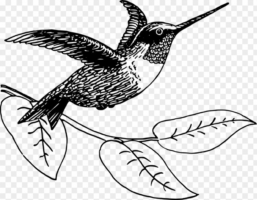 Birds Drawing Line Art Hummingbird Vector Graphics Clip Illustration PNG