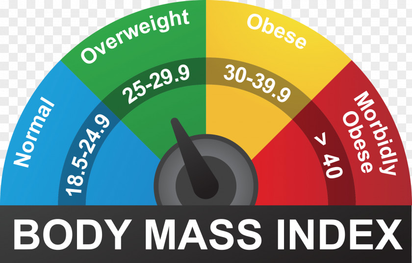 Body Mass Index Human Weight Adipose Tissue Stock Photography And Height Percentile PNG