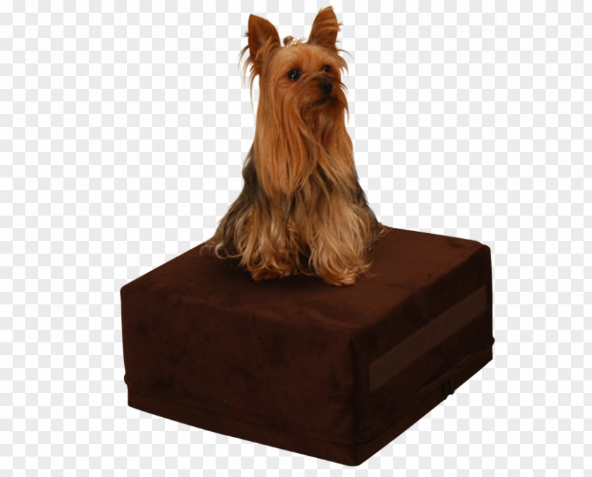 Brown Dog Australian Terrier Silky Norfolk Yorkshire PNG