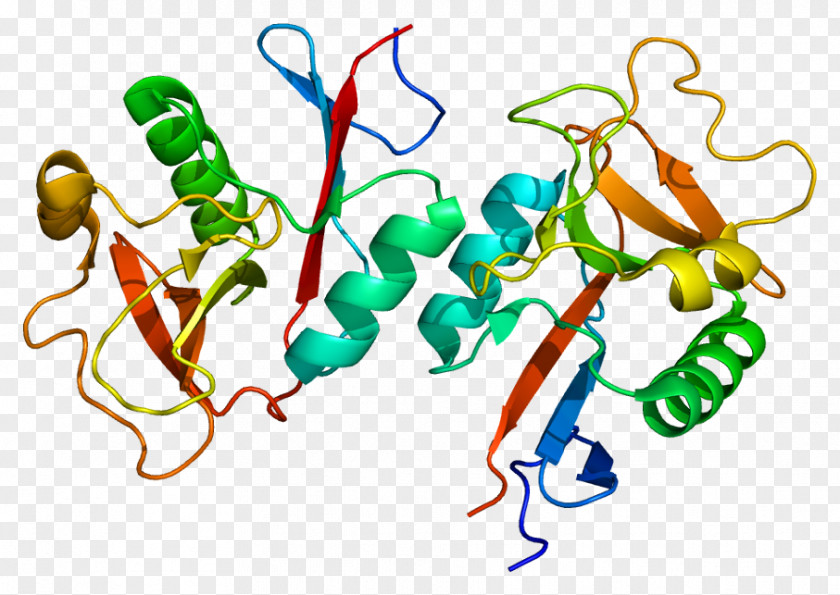 CLEC4M Membrane Protein Cell ICAM-1 PNG