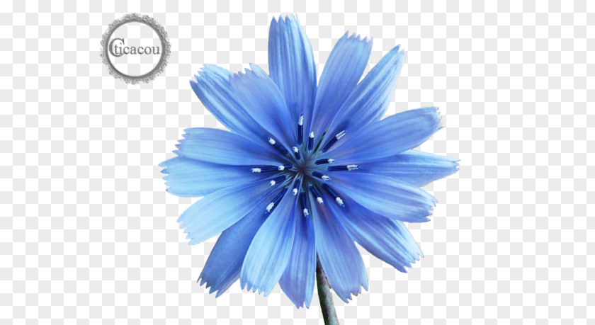 Plant Chicory Perennial Herbaceous Seed PNG
