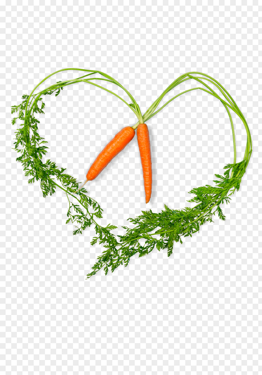 Carrot Clip Art Image Recipe Illustration Vegetable PNG