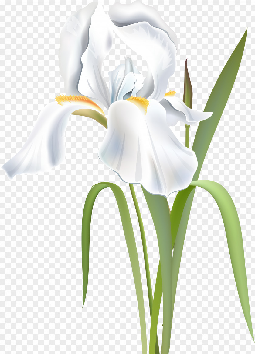 Flower Irises Orris Root Iridaceae White PNG
